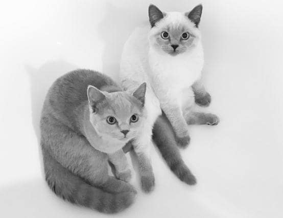 El British Shorthair Azul Una Raza Conocida por su Belleza y Temperamento