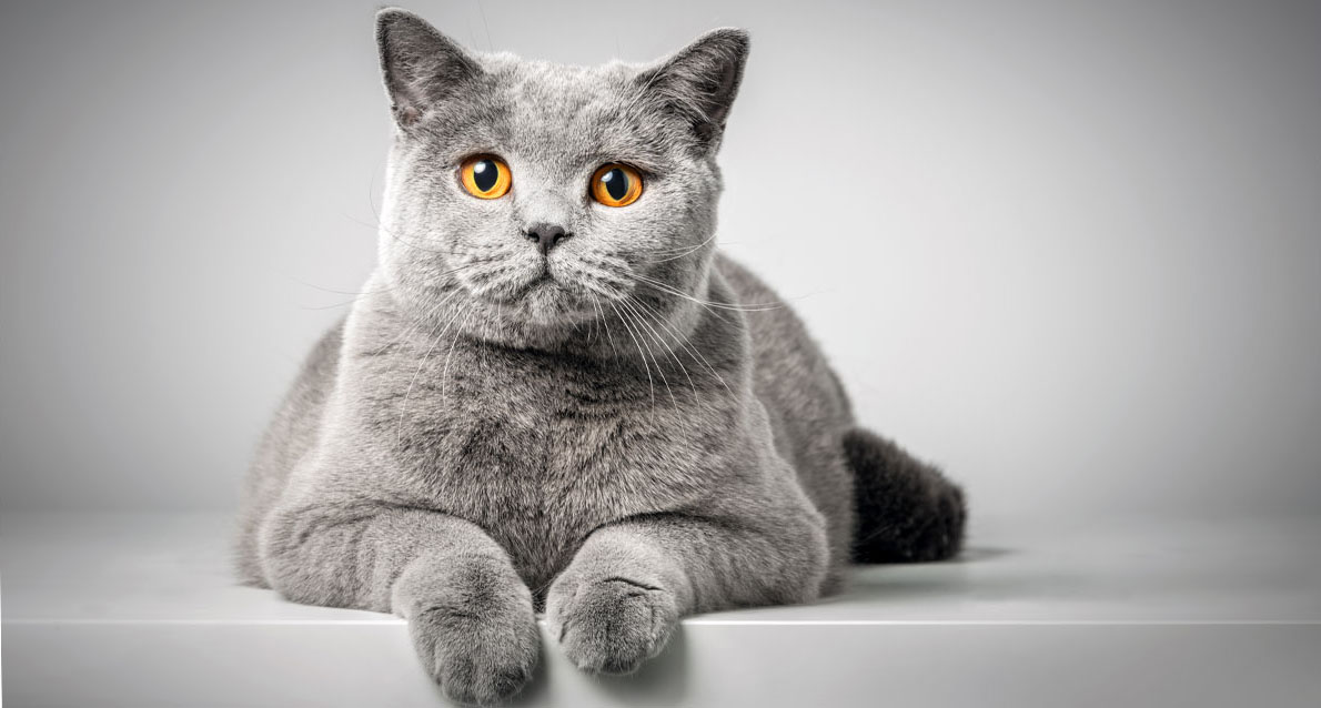 El British Shorthair Azul Una Raza Conocida por su Belleza y Temperamento