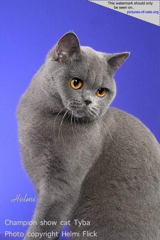 El British Shorthair Azul Una Raza Conocida por su Belleza y Temperamento