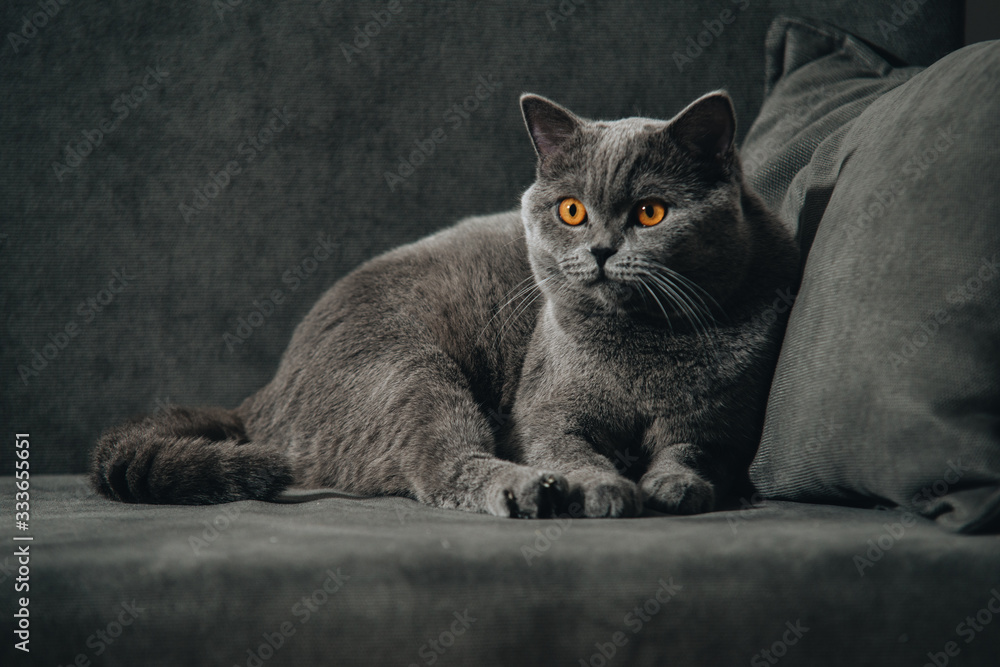 El British Shorthair Azul Una Raza Conocida por su Belleza y Temperamento