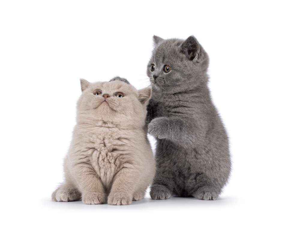 El British Shorthair Blanco Una Guía Completa