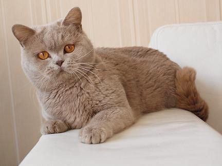 El British Shorthair Chocolate Una Guía Completa para la Raza