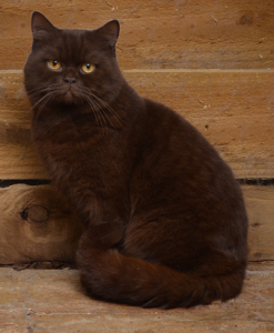 El British Shorthair Chocolate Una Guía Completa para la Raza