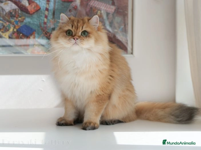 El British Shorthair de Pelo Largo Una Mirada a su Origen y Características