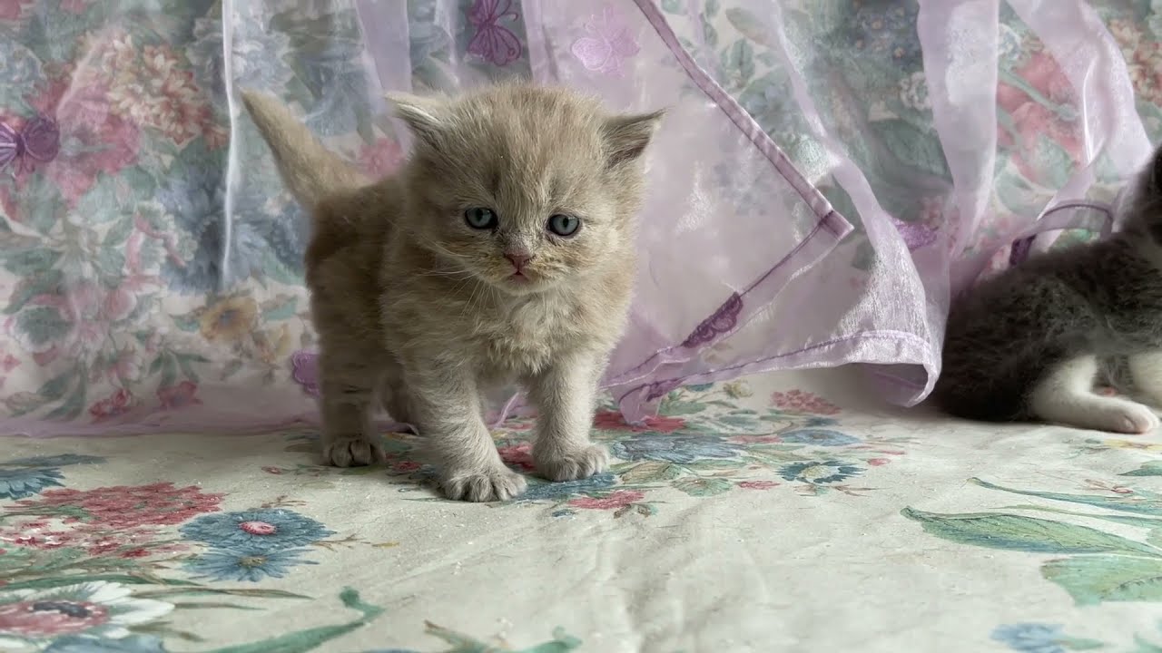 El British Shorthair de Pelo Largo Una Mirada a su Origen y Características