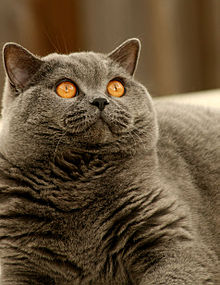 El British Shorthair de Pelo Largo Una Mirada a su Origen y Características