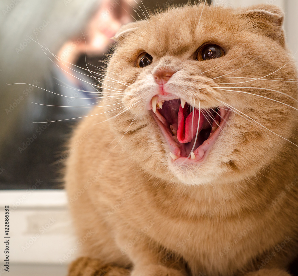 El British Shorthair Dorado Un Gato de Belleza Clásica