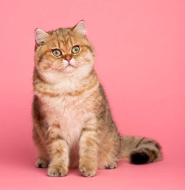 El British Shorthair Dorado Un Gato de Belleza Clásica