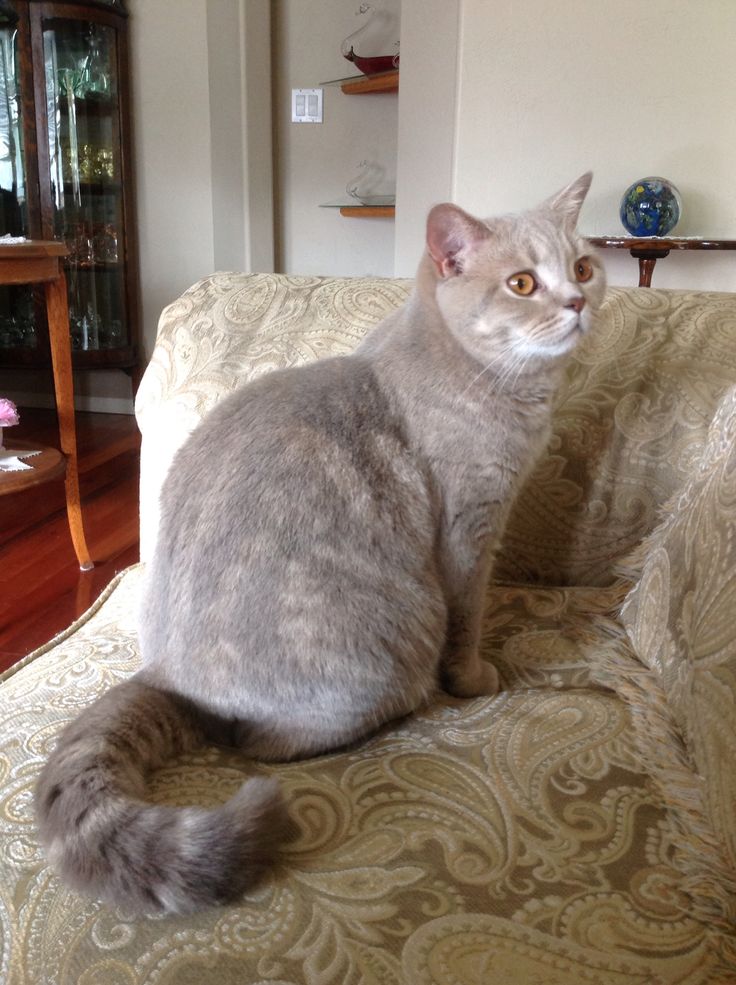 El British Shorthair Lilac Un gato aristocrático con un encanto peculiar