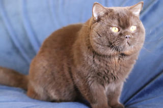 El British Shorthair Marrón Una Raza de Gato Elegante y Afectuosa