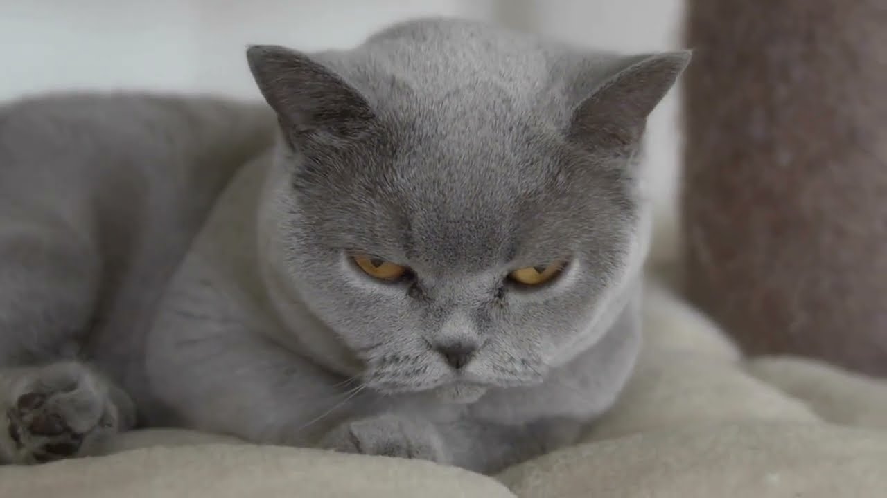 El British Shorthair Marrón Una Raza de Gato Elegante y Afectuosa