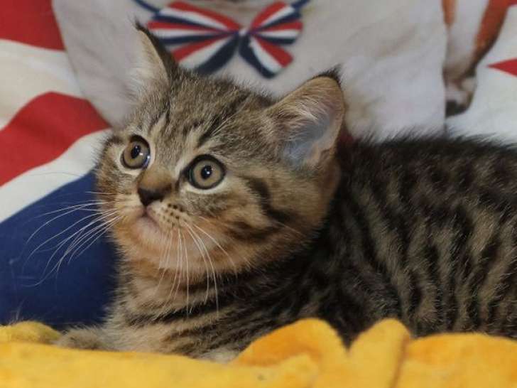 El British Shorthair Marrón Una Raza de Gato Elegante y Afectuosa