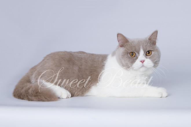 El British Shorthair Pequeño Una Guía Completa