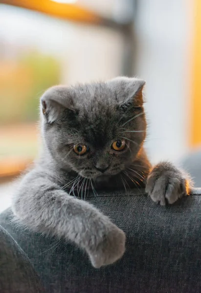 El British Shorthair Pequeño Una Guía Completa