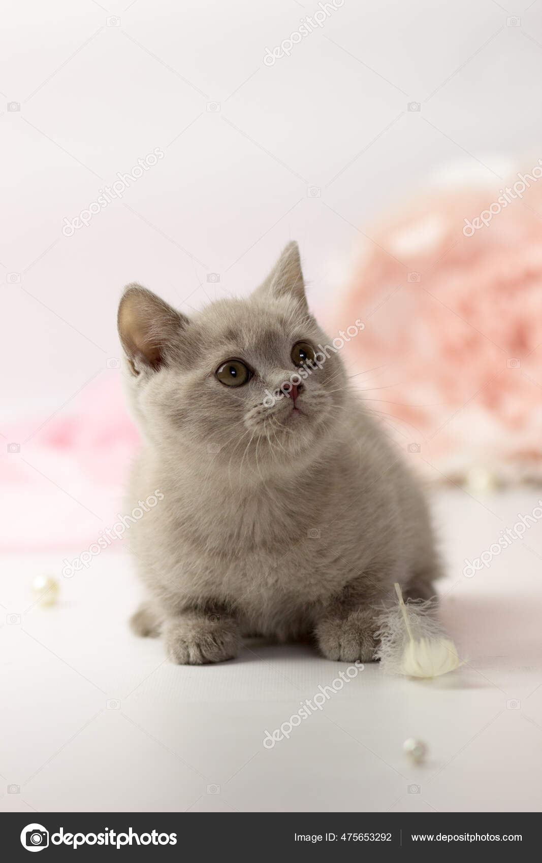 El British Shorthair Pequeño Una Guía Completa