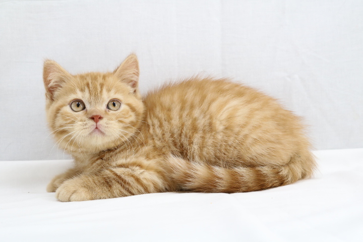 El British Shorthair Rojo Una Guía Completa