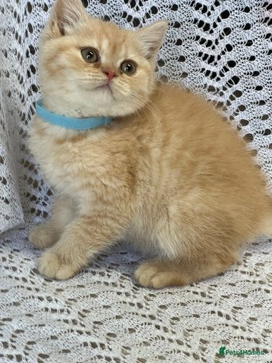 El British Shorthair Rojo Una Guía Completa