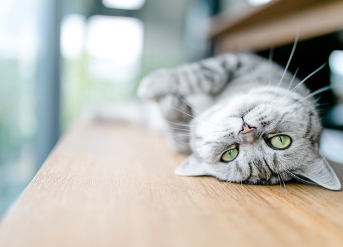 El British Shorthair Tabby Una Raza de Gato con Historia