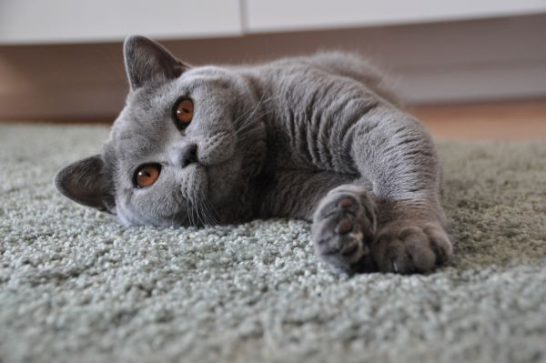 El British Shorthair Una Raza de Gato Famosa por su Elegancia