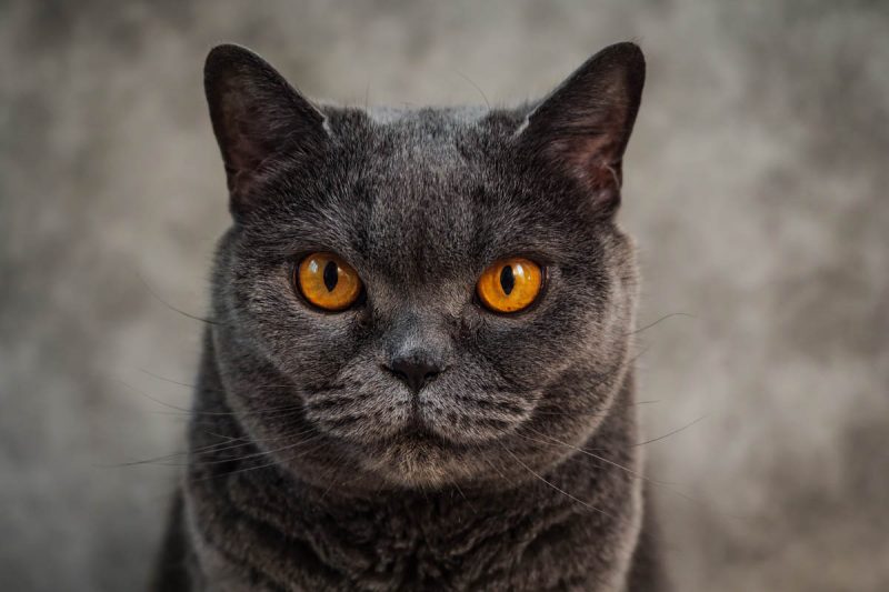 El British Shorthair Una Raza de Gato Famosa por su Elegancia