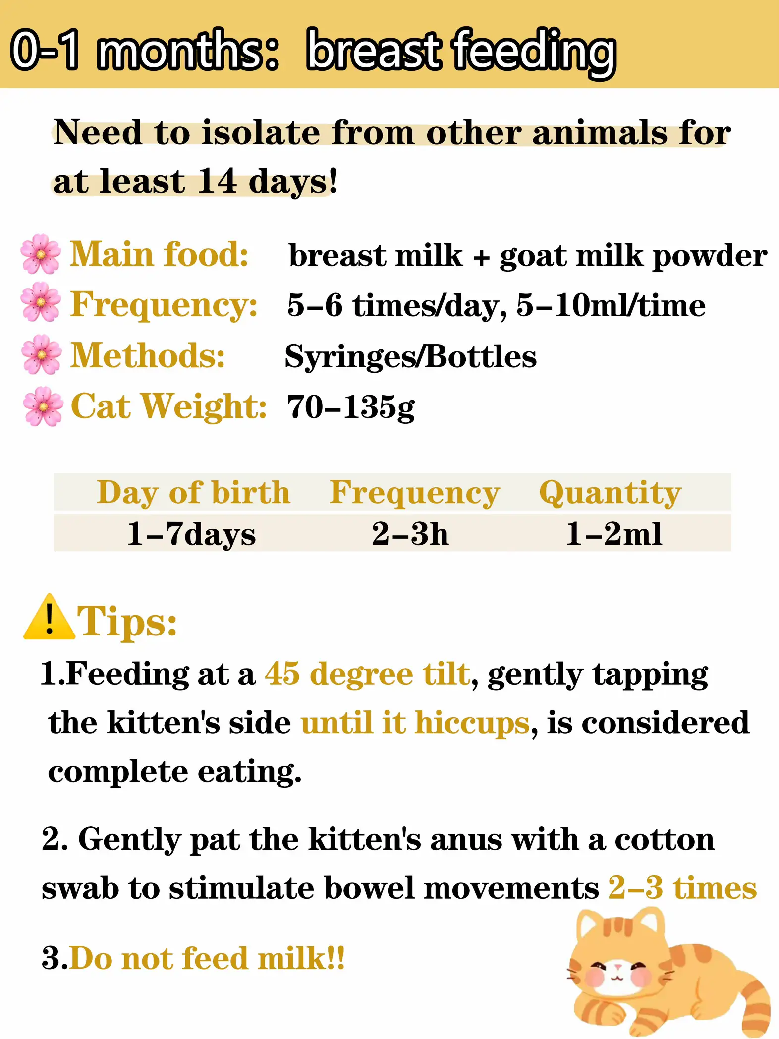 El Peso Ideal de un British Shorthair de 6 Meses