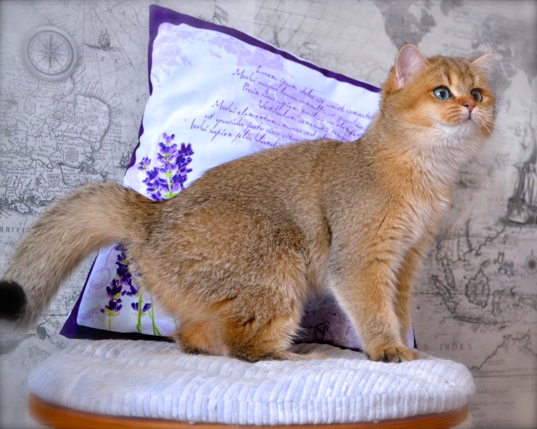 Introducción El British Shorthair y su Variedad de Colores