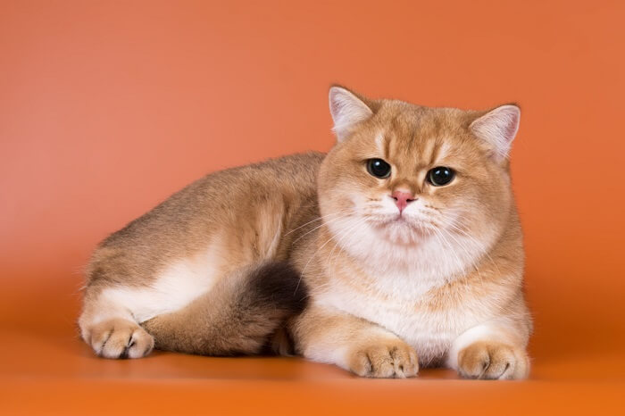 Introducción El British Shorthair y su Variedad de Colores