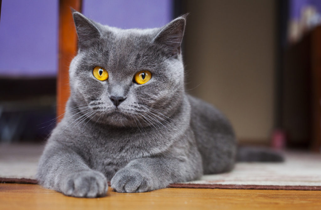 Origen e Historia del British Shorthair