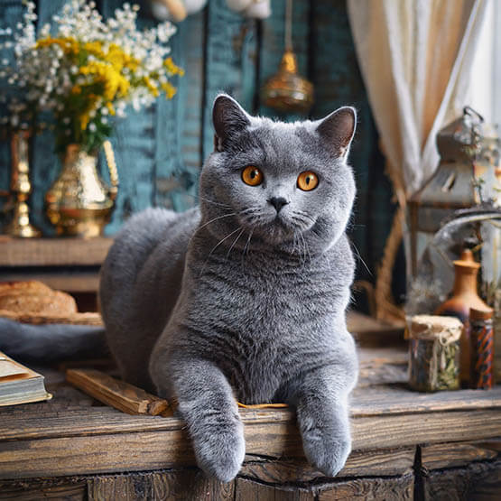 Origen e Historia del British Shorthair