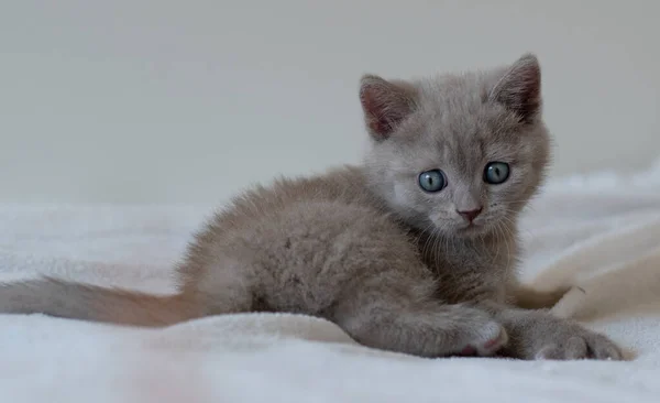 Precio del British Shorthair Guía Completa