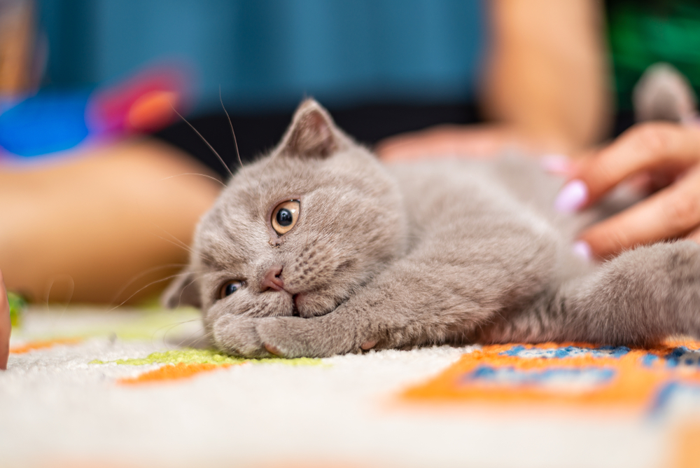 Tamaño del British Shorthair Guía completa