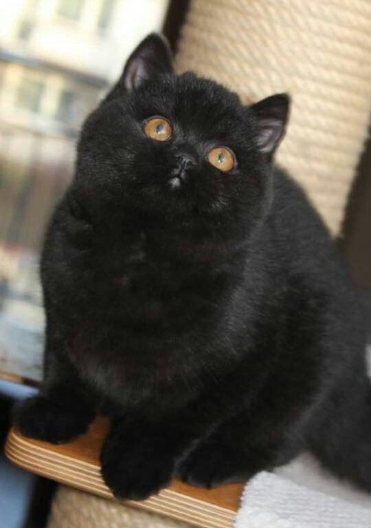 The Majestic British Shorthair Negro A Guide to this Elegant Feline Breed