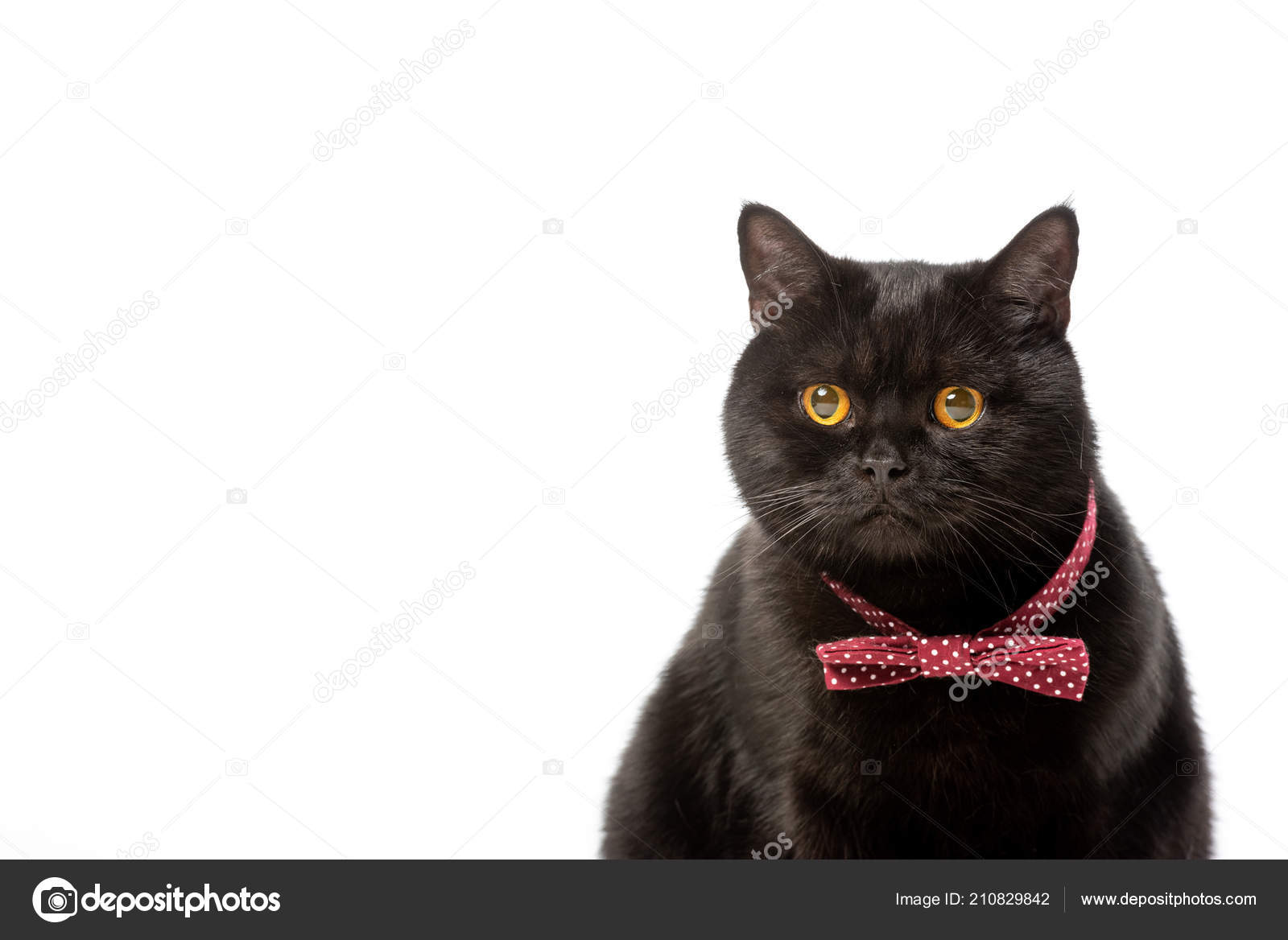 The Majestic British Shorthair Negro A Guide to this Elegant Feline Breed