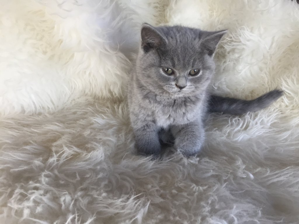 Venta de Gatos British Shorthair Guía Completa para Encontrar tu Compañero Perfecto