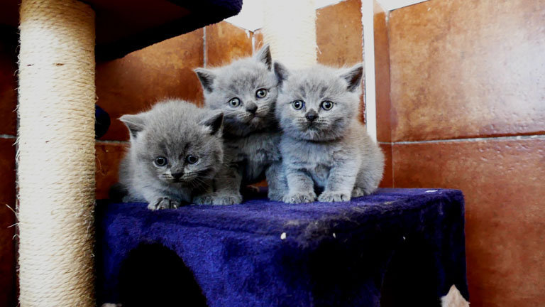 Venta de Gatos British Shorthair Guía Completa para Encontrar tu Compañero Perfecto