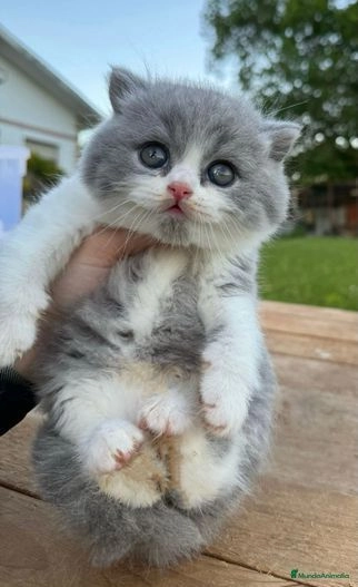 Venta de Gatos British Shorthair Guía Completa para Encontrar tu Compañero Perfecto